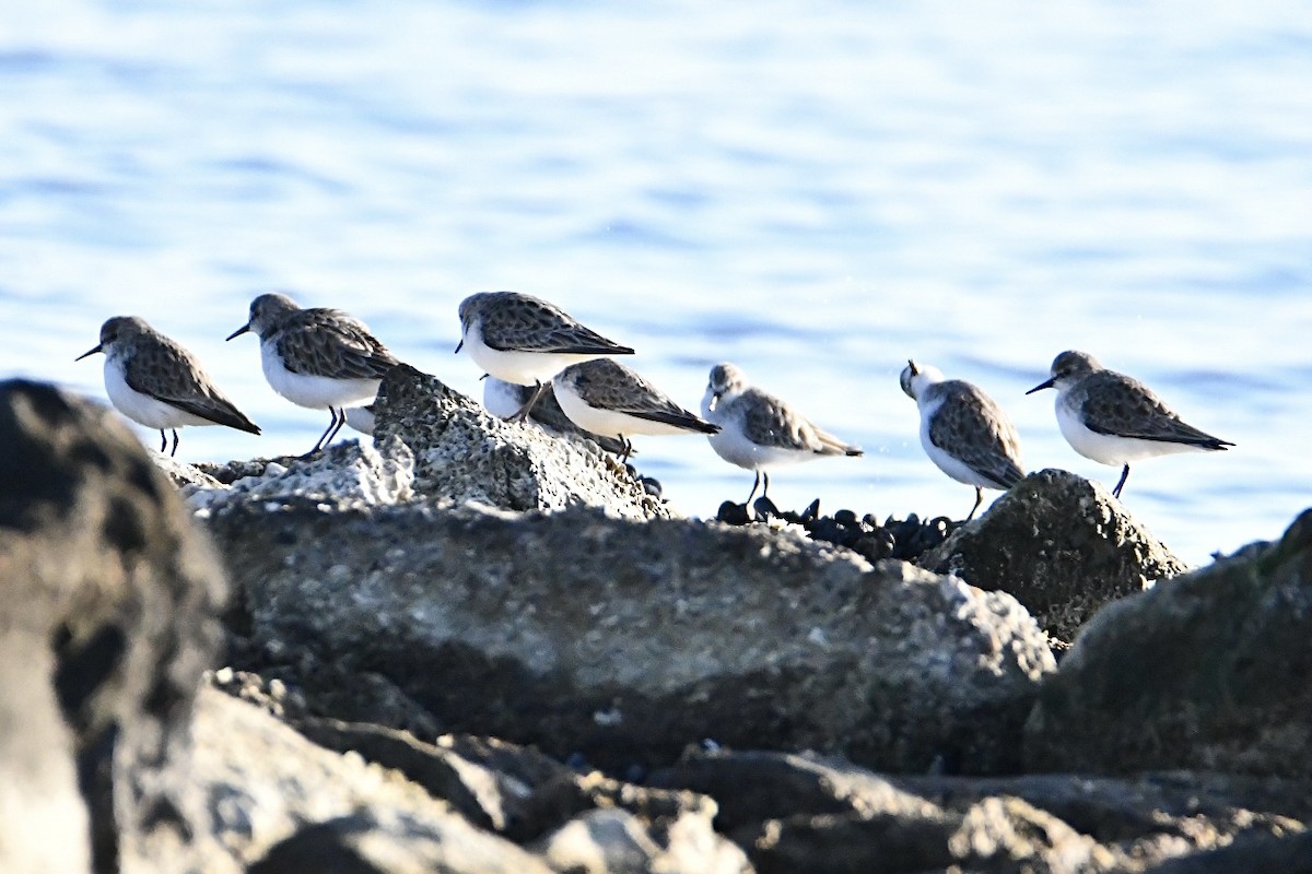 Little Stint - ML630172024