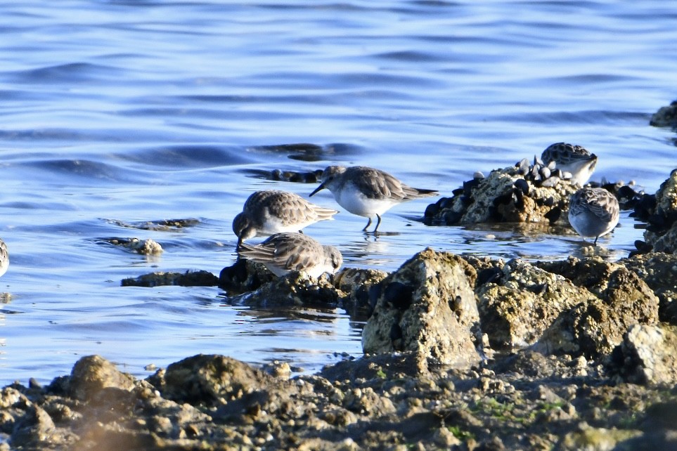 Little Stint - ML630172025