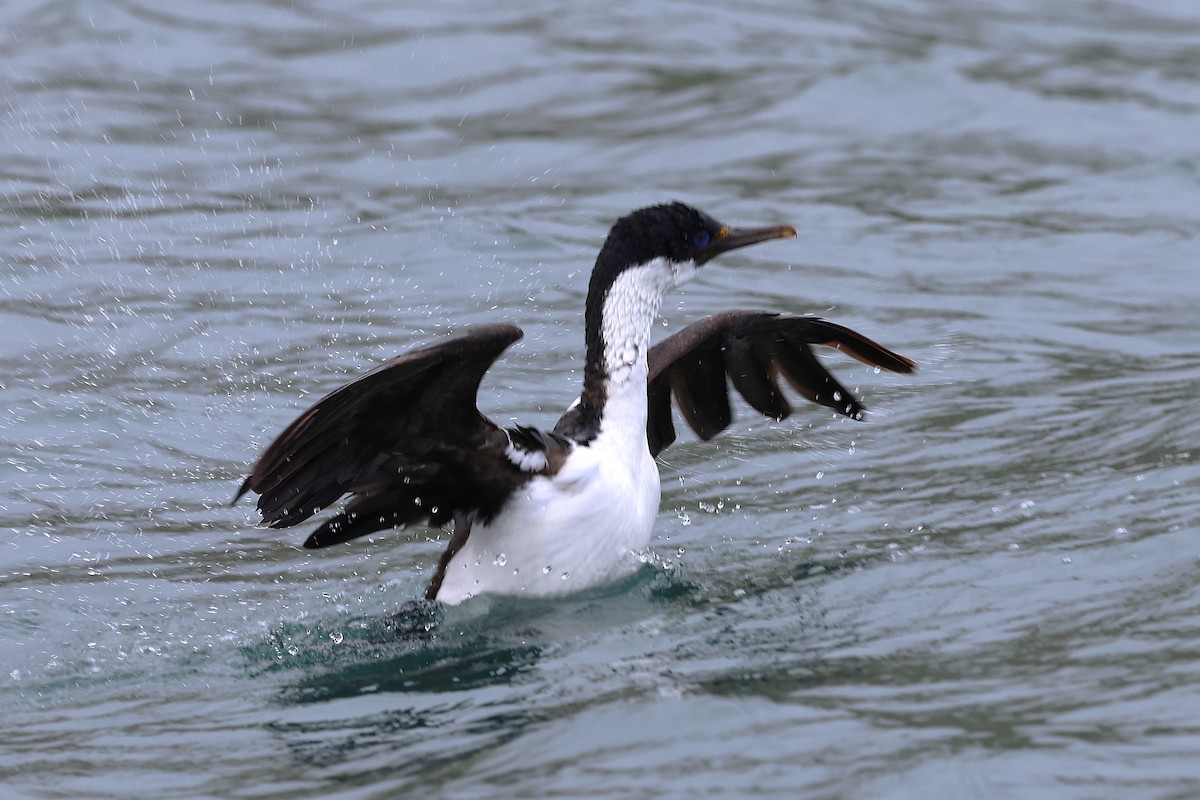 Macquarie Shag - ML630172048