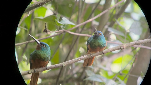 Coppery-chested Jacamar - ML630172069