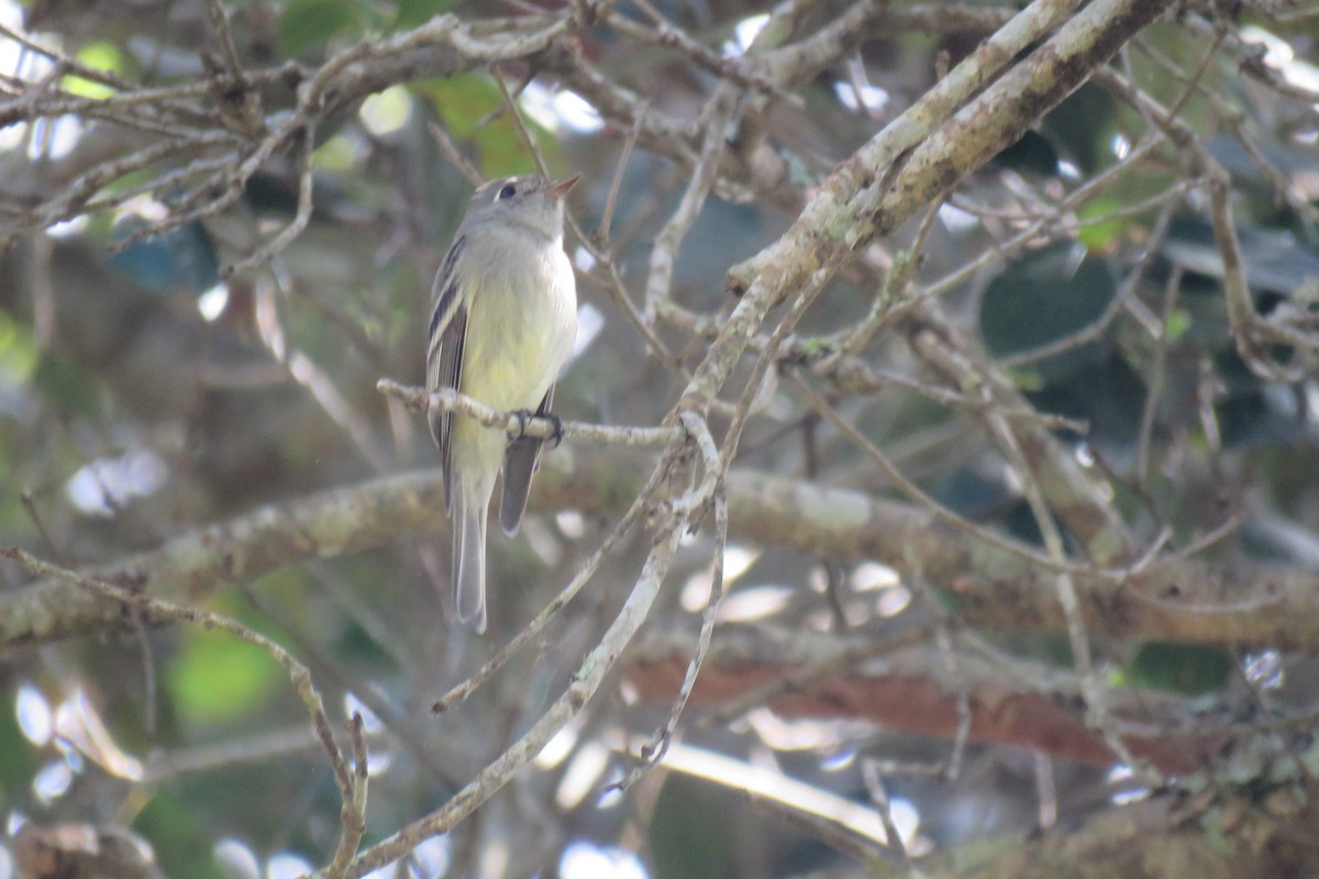 Hammond's Flycatcher - ML630172117