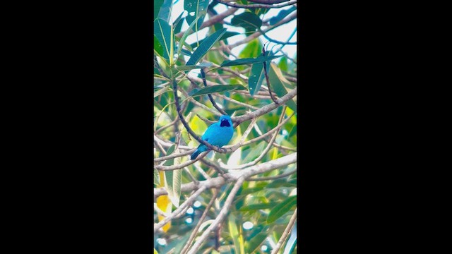 Plum-throated Cotinga - ML630172123
