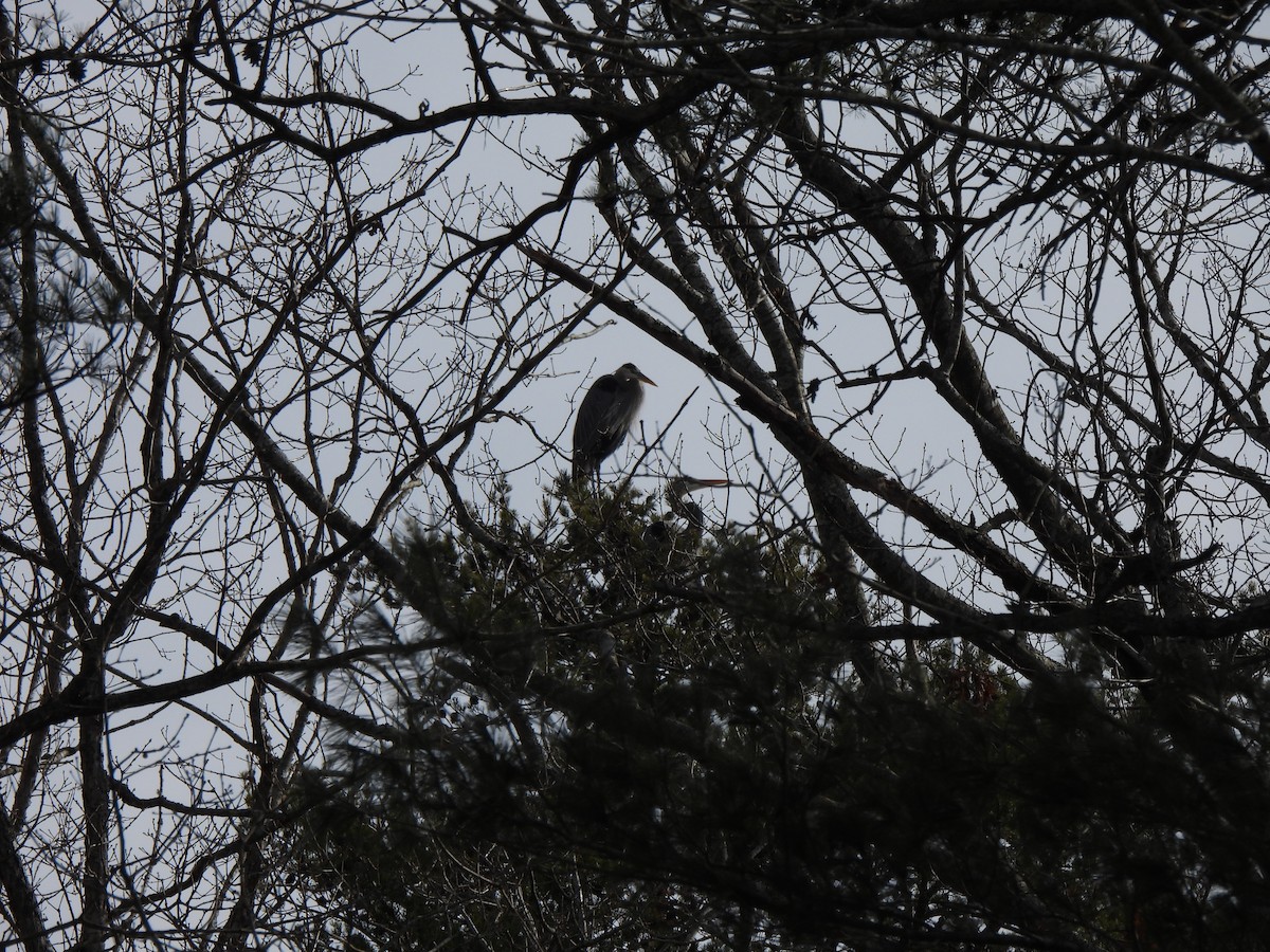 Great Blue Heron - ML630172137