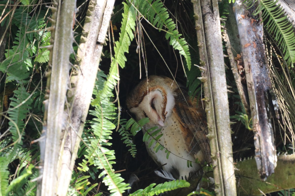 American Barn Owl - ML630172161