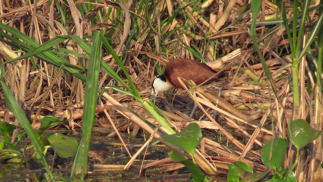 African Jacana - ML630172174