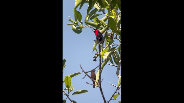 Masked Crimson Tanager - ML630172181