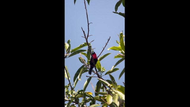 Masked Crimson Tanager - ML630172184