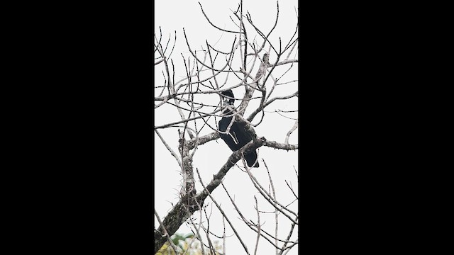 Amazonian Umbrellabird - ML630172211