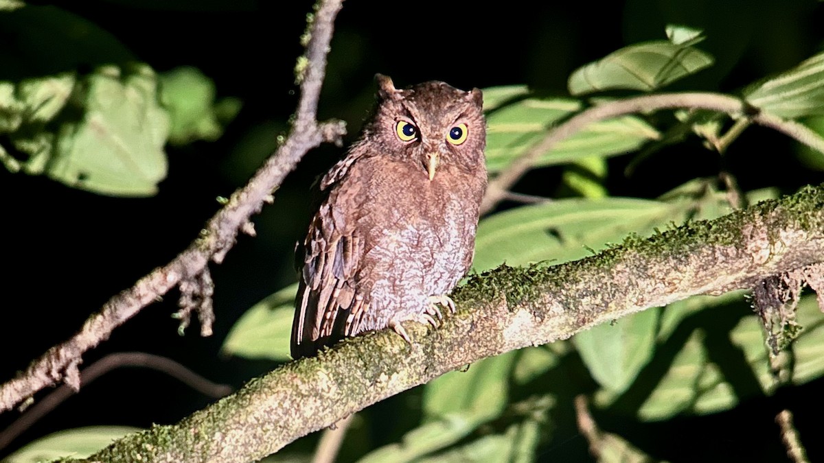 Foothill Screech-Owl (Foothill) - ML630172350