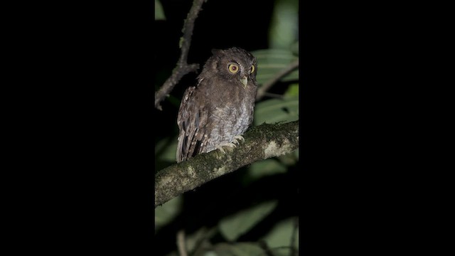 Foothill Screech-Owl (Foothill) - ML630172353