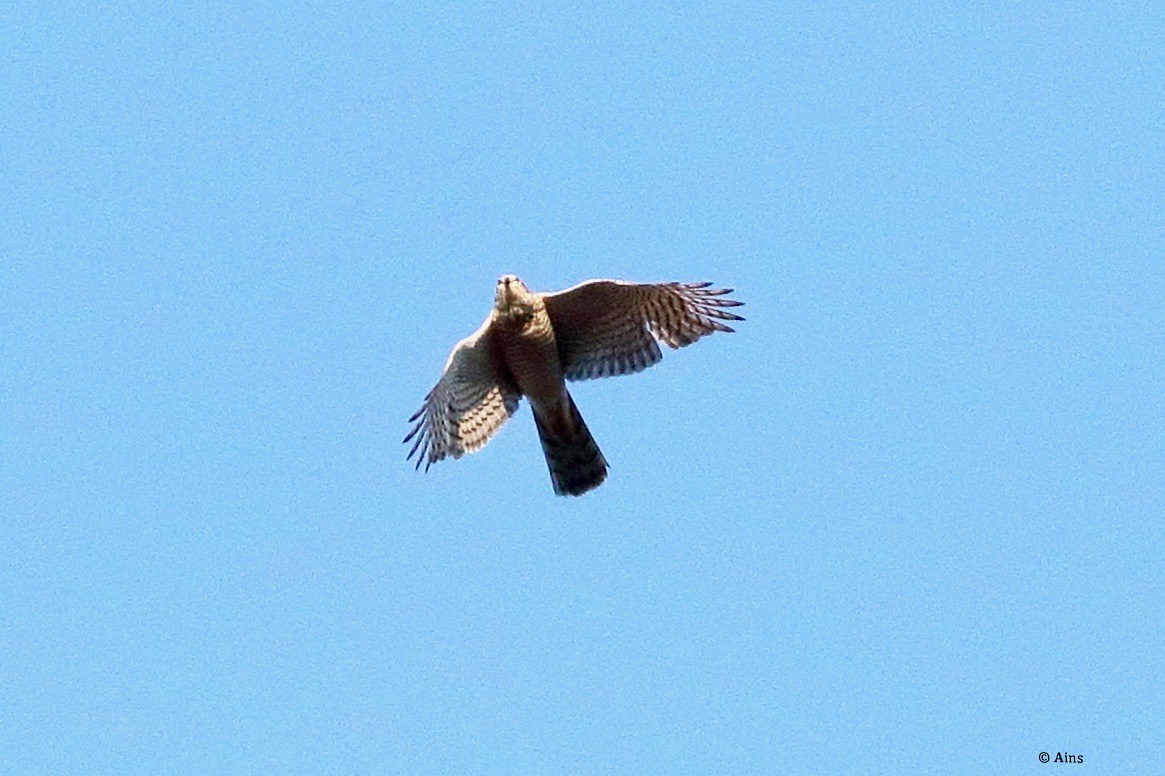 Eurasian Sparrowhawk - ML630172403