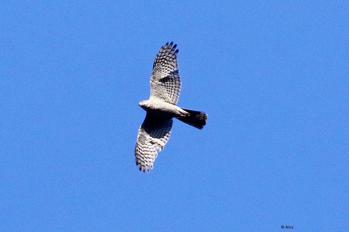 Eurasian Sparrowhawk - ML630172404
