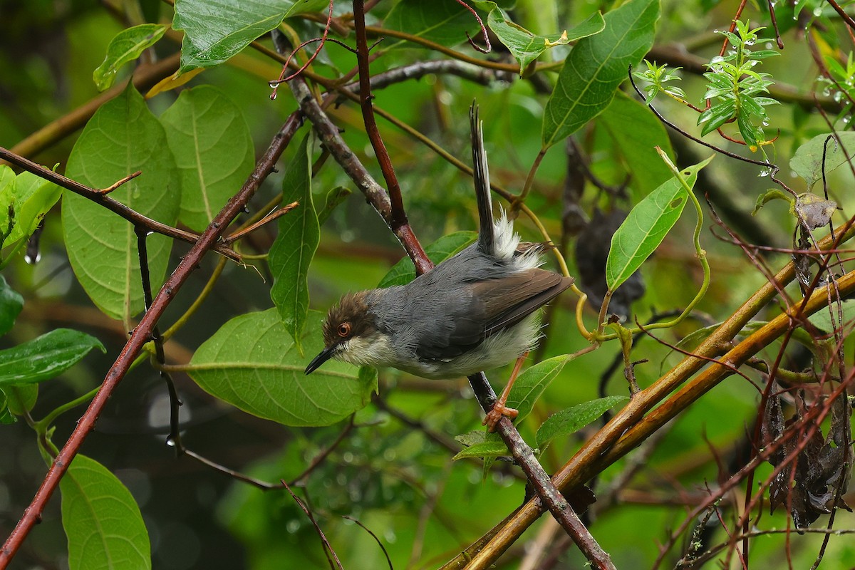 Brown-headed Apalis - ML630172478