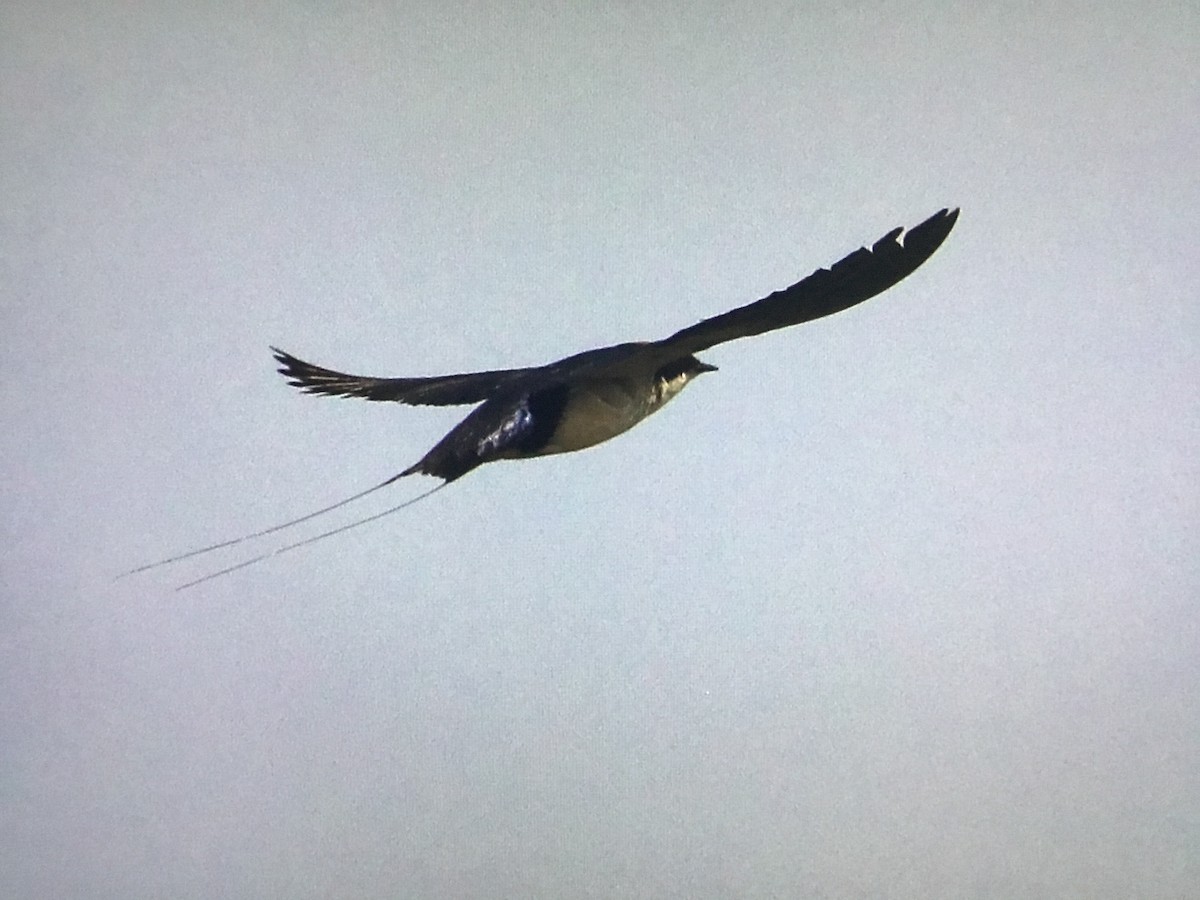 Wire-tailed Swallow - ML630172505