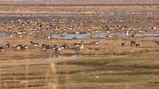 Tundra Bean-Goose - ML630172514