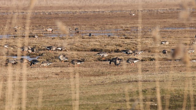 Tundra Bean-Goose - ML630172522