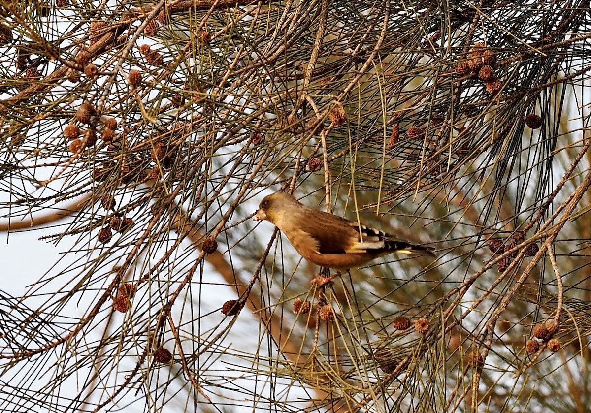 Oriental Greenfinch - ML630172556