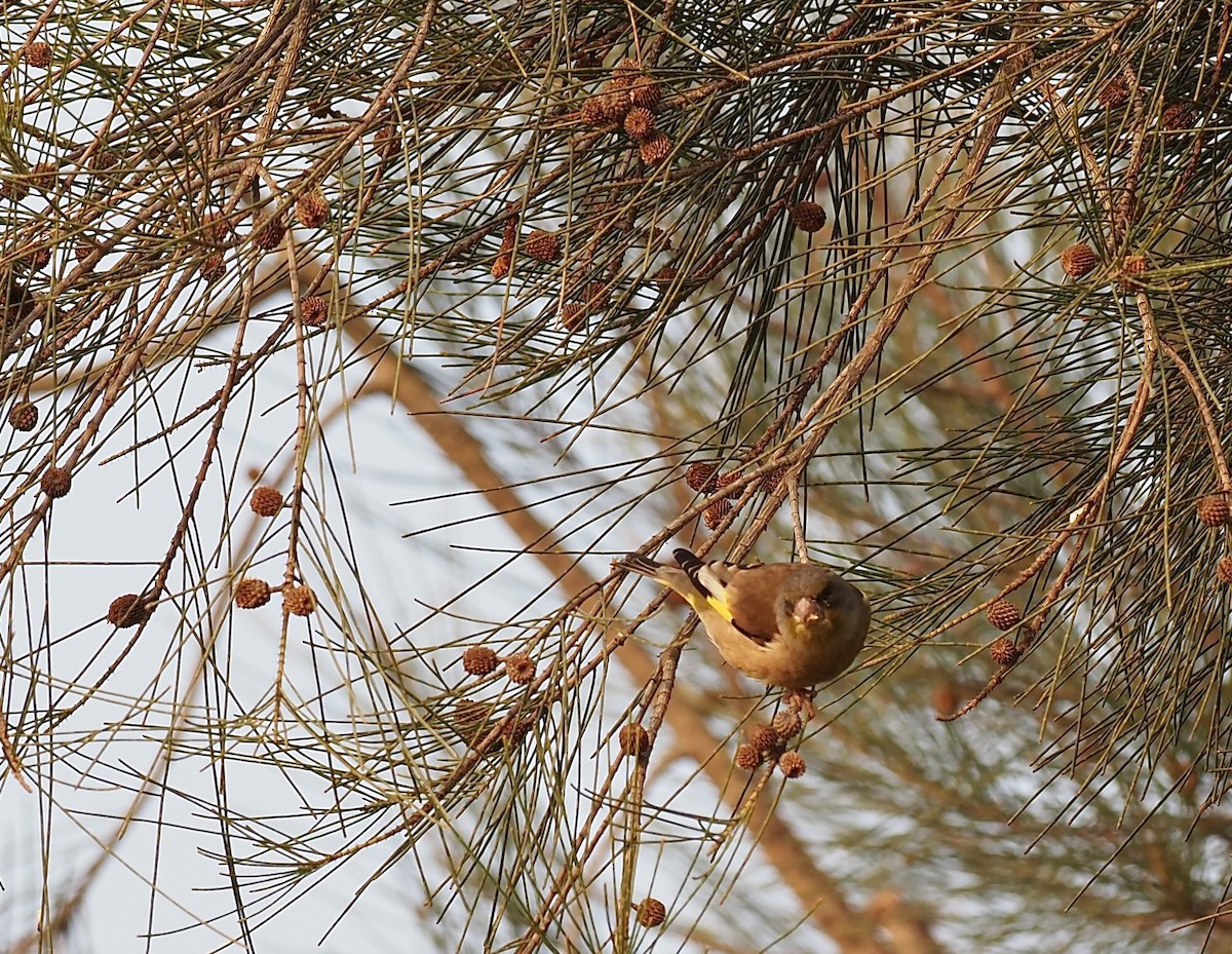 Oriental Greenfinch - ML630172557