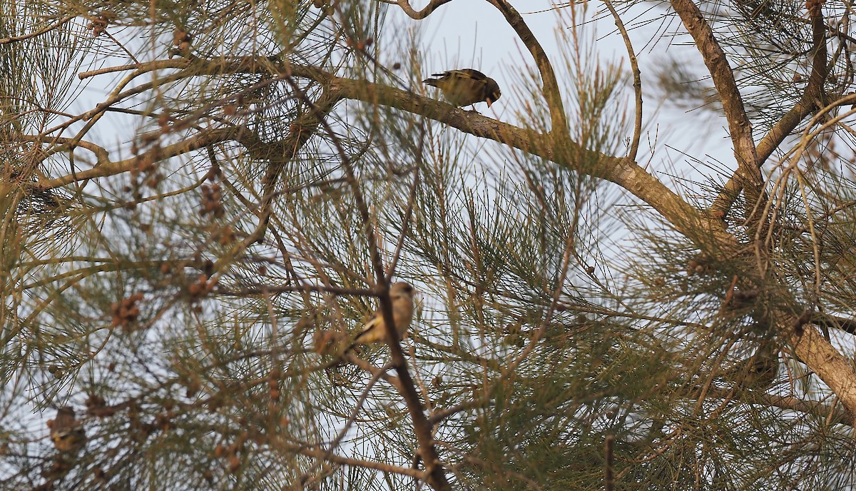 Oriental Greenfinch - ML630172559