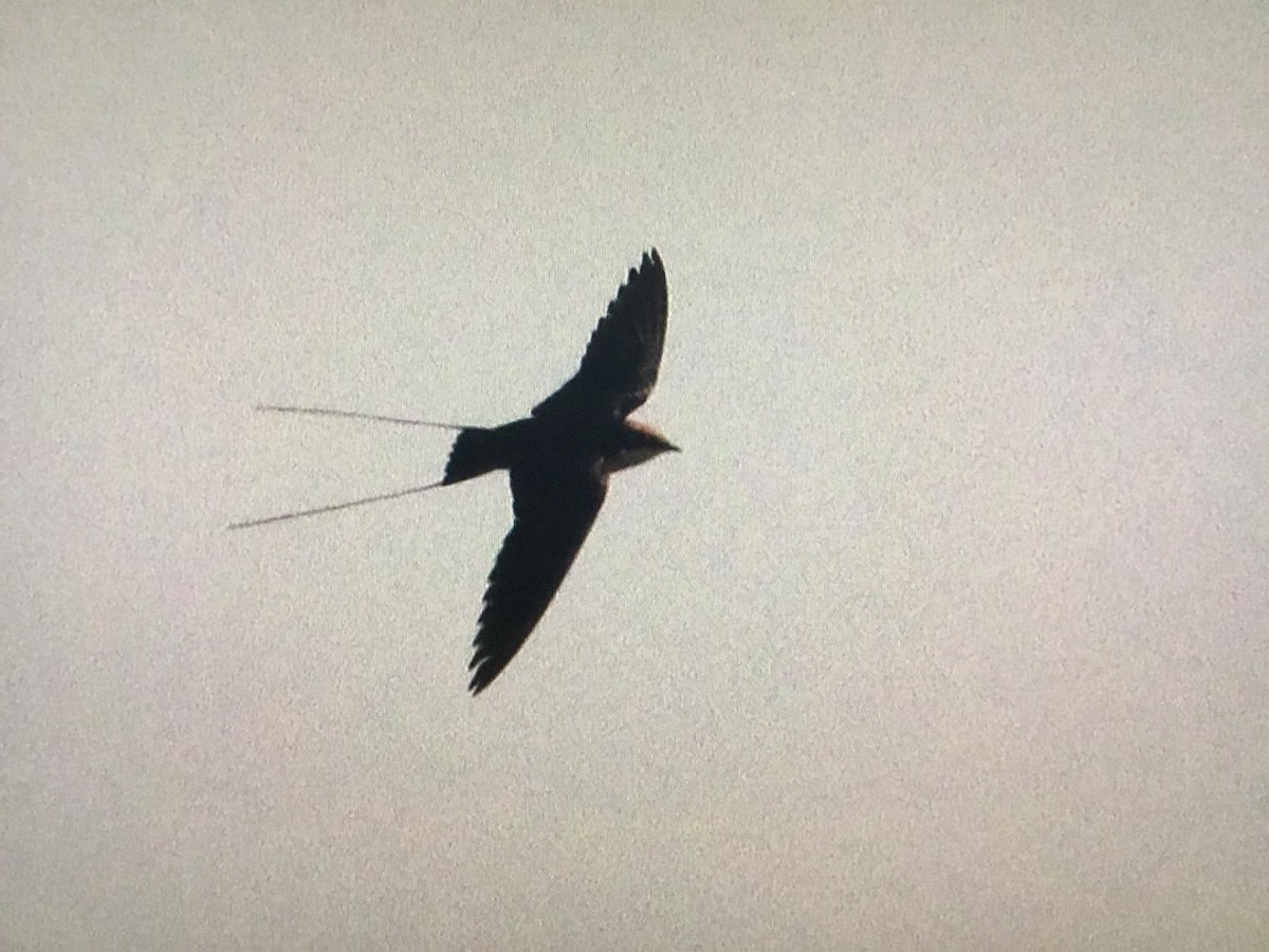 Wire-tailed Swallow - ML630172562