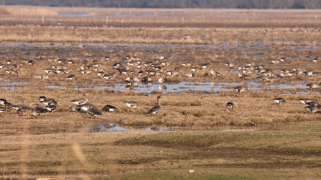 Tundra Bean-Goose - ML630172579