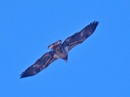Bald Eagle - ML630172602