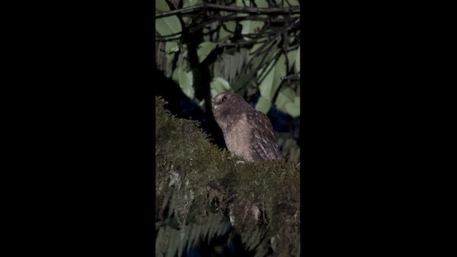 Rufescent Screech-Owl (Colombian) - ML630172629