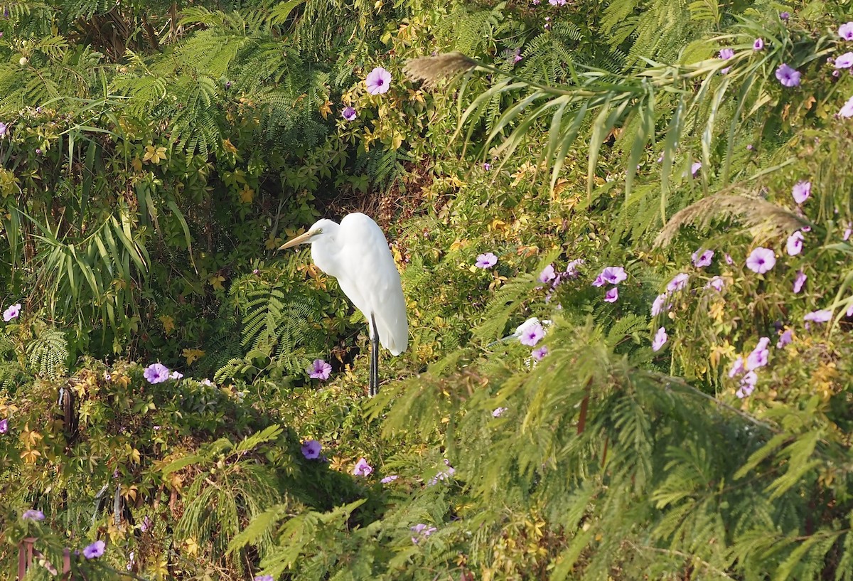 Great Egret - ML630172630
