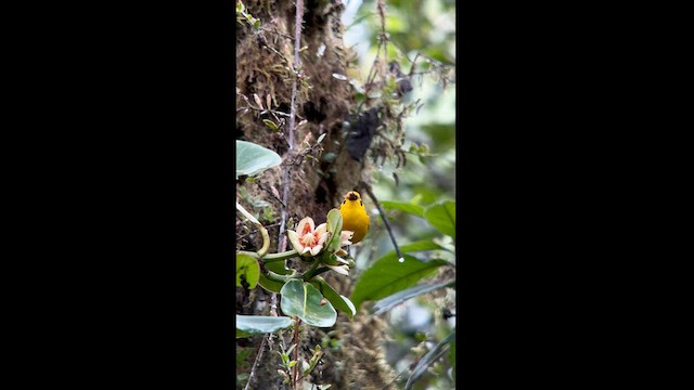Golden Tanager - ML630172644