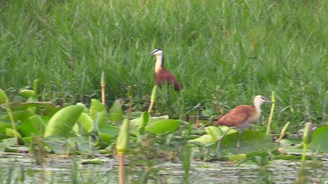 African Jacana - ML630172646