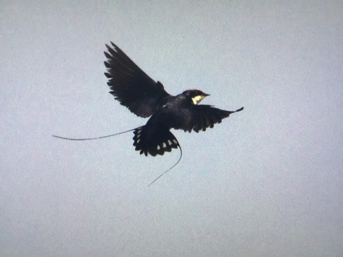 Wire-tailed Swallow - ML630172655