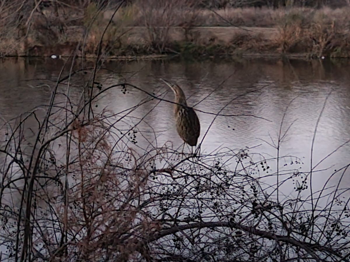 American Bittern - ML630172669