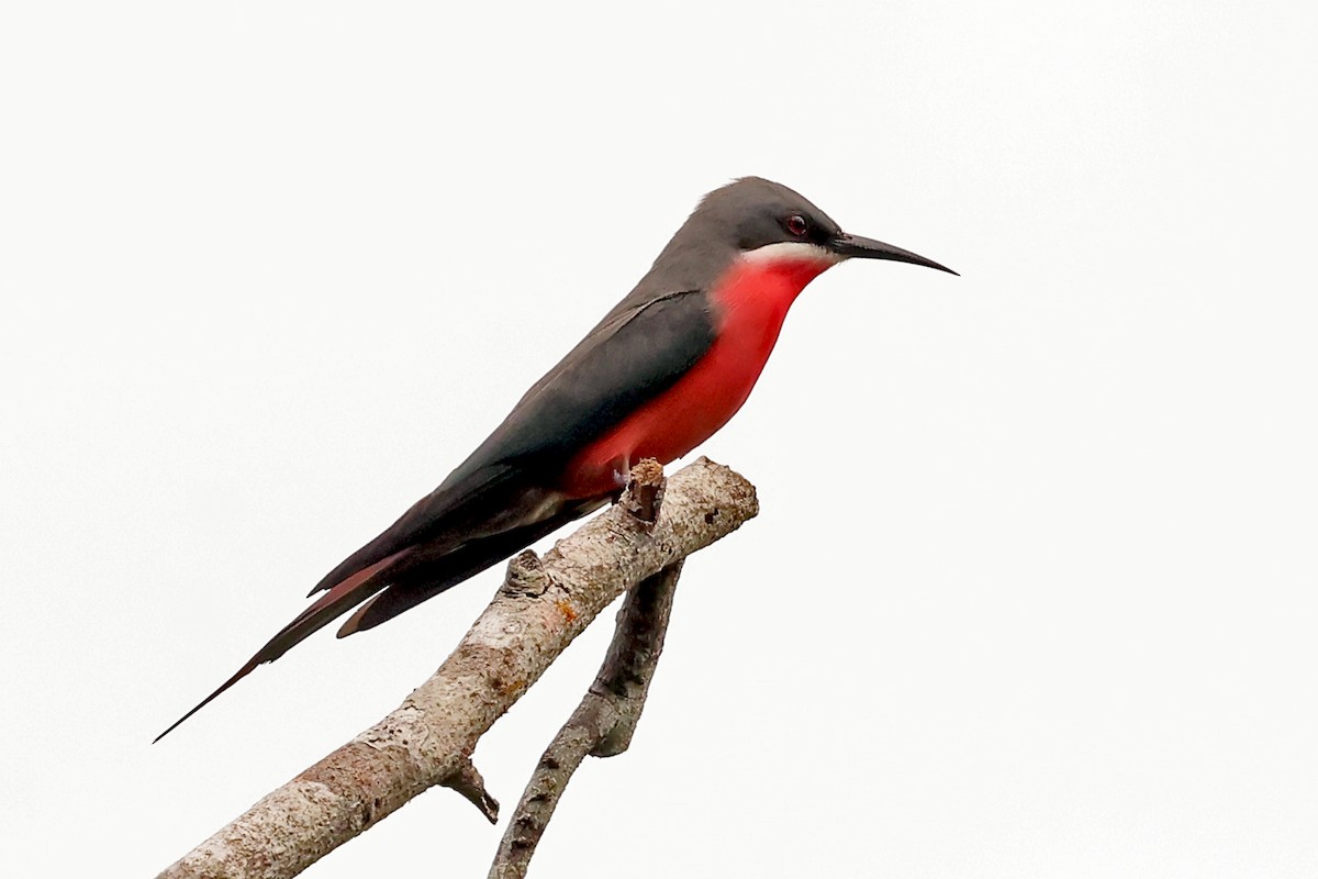 Rosy Bee-eater - ML630172677