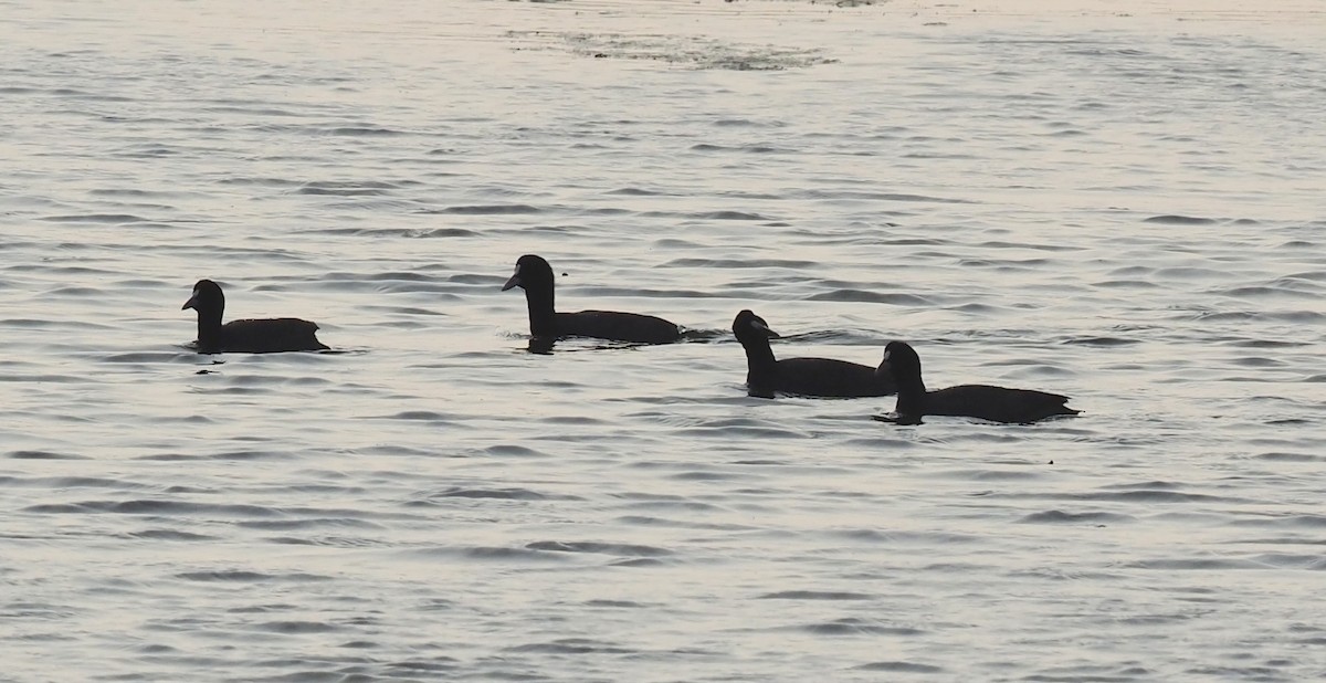 Eurasian Coot - ML630172679