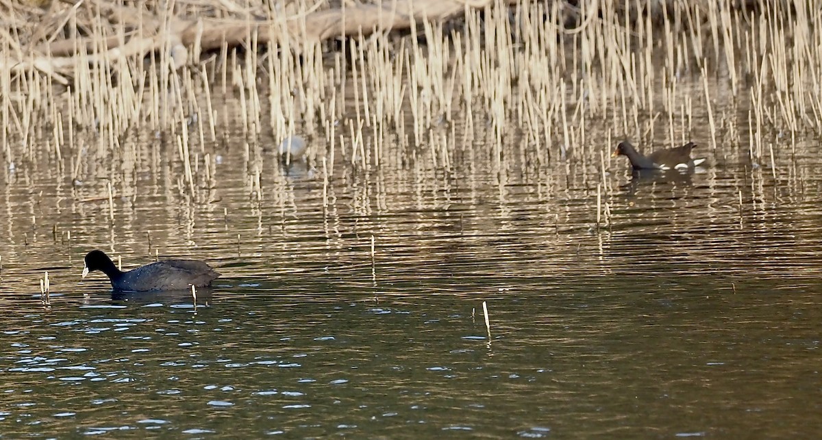 Eurasian Coot - ML630172680