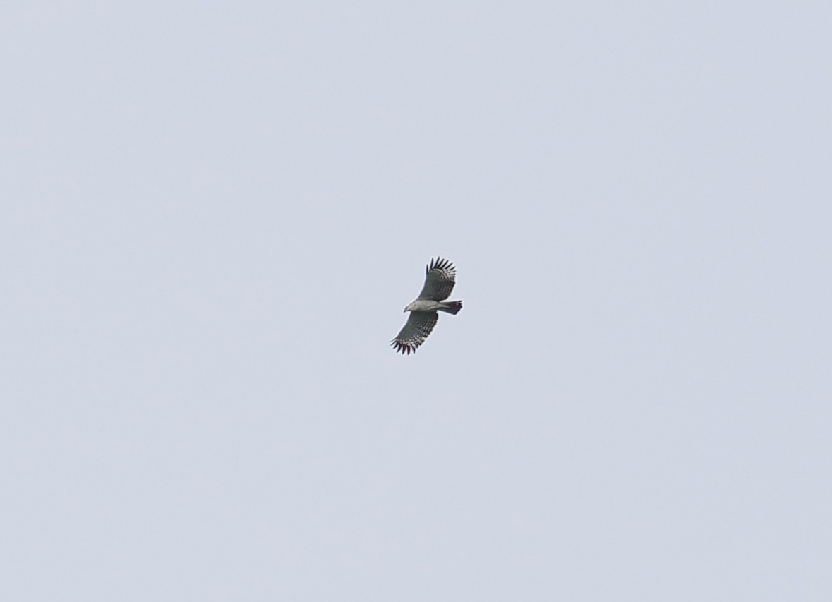 Flores Hawk-Eagle - ML630172684