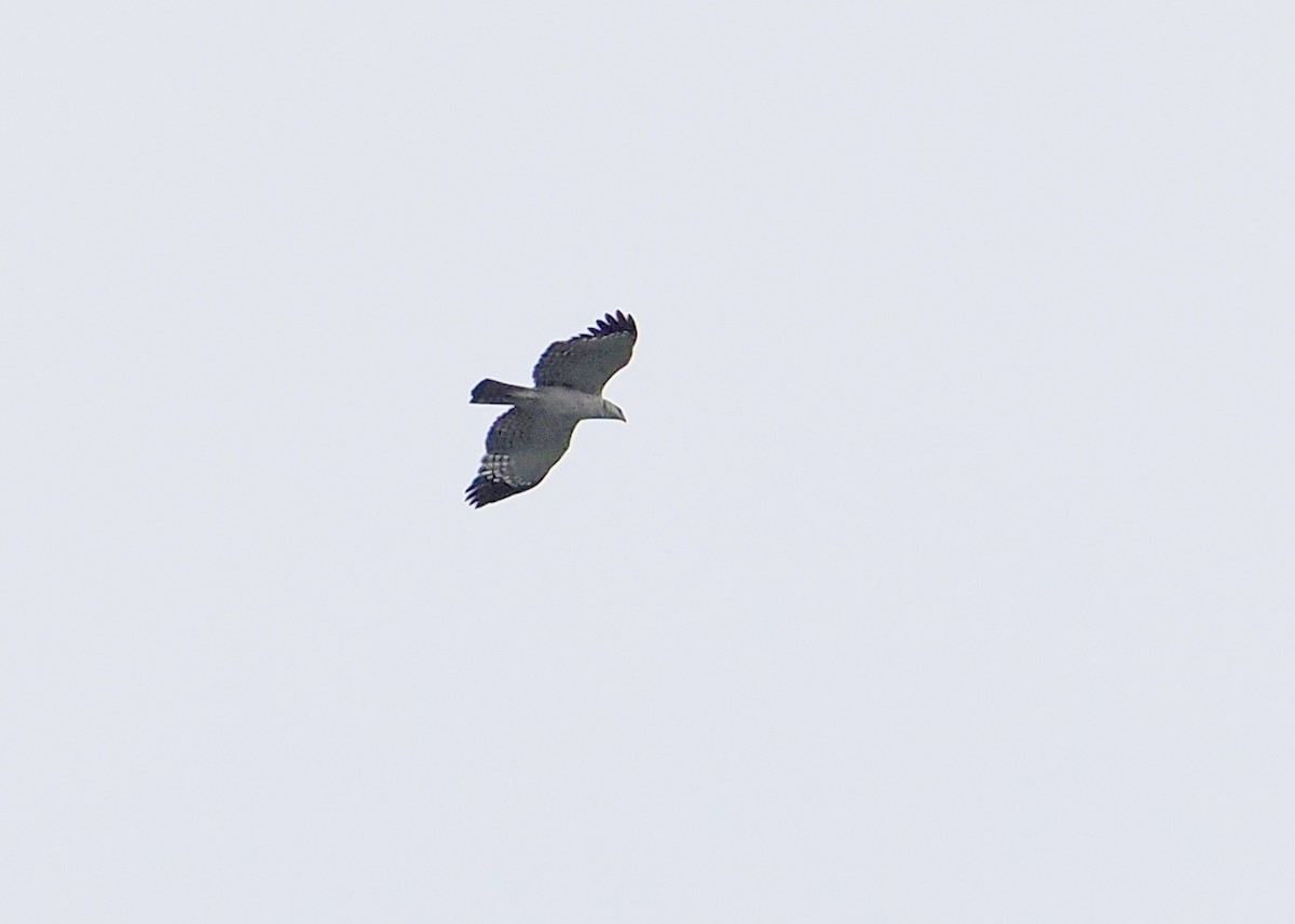 Flores Hawk-Eagle - ML630172685