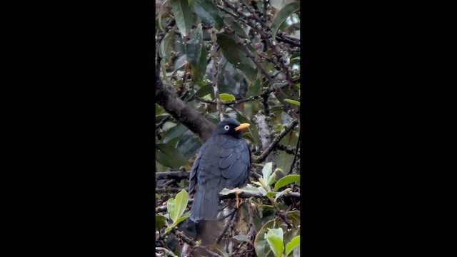 Pale-eyed Thrush - ML630172686
