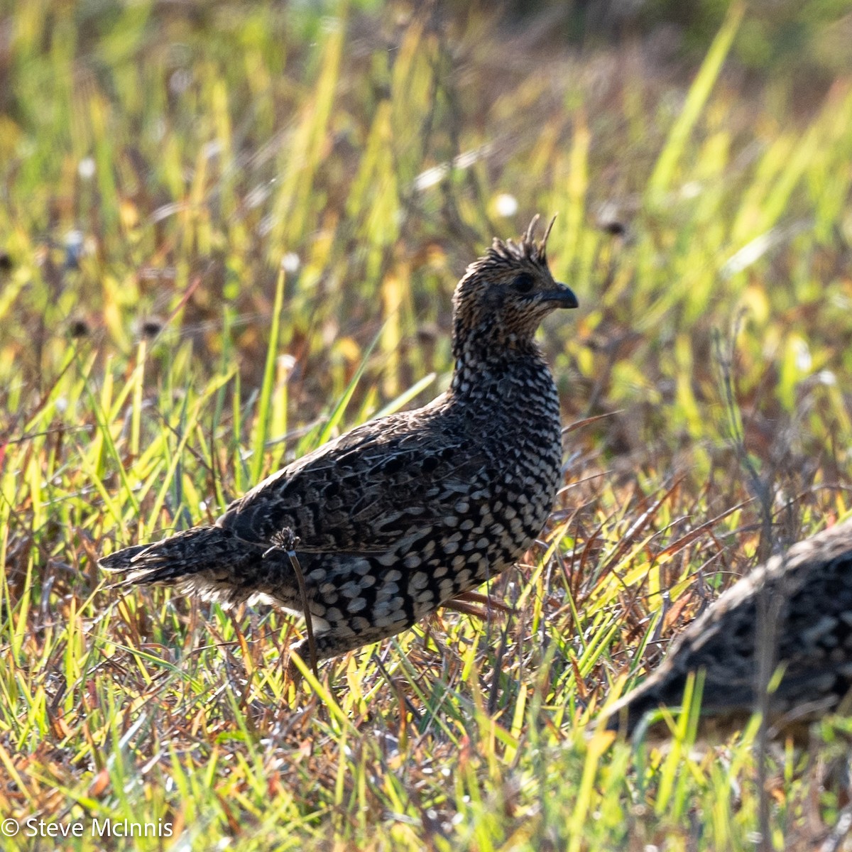 Crested Bobwhite - ML630172700