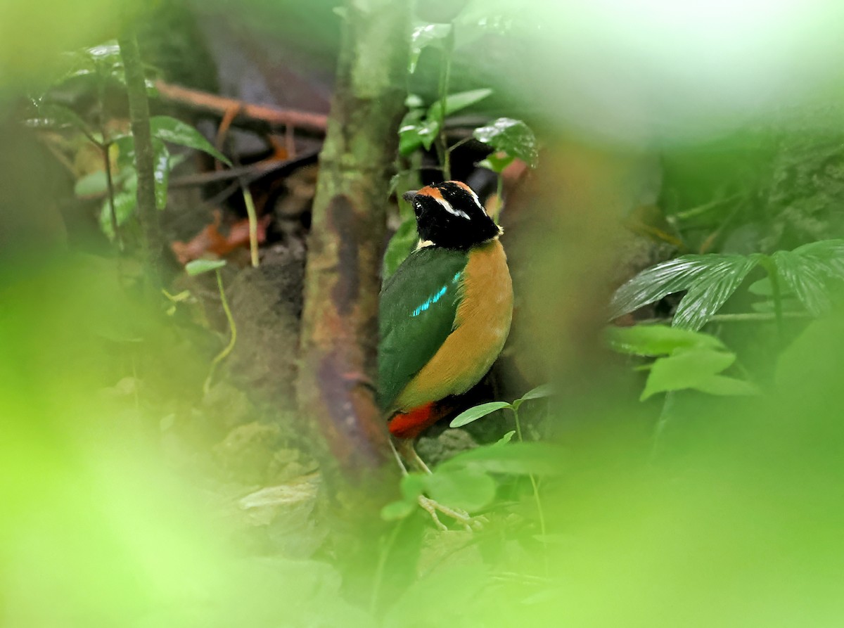 Ornate Pitta - ML630172703