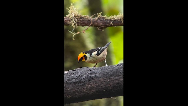 Flame-faced Tanager - ML630172711