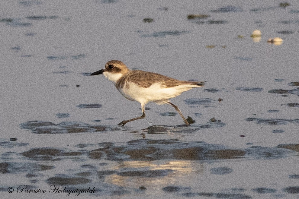 Tibetan Sand-Plover - ML630172757