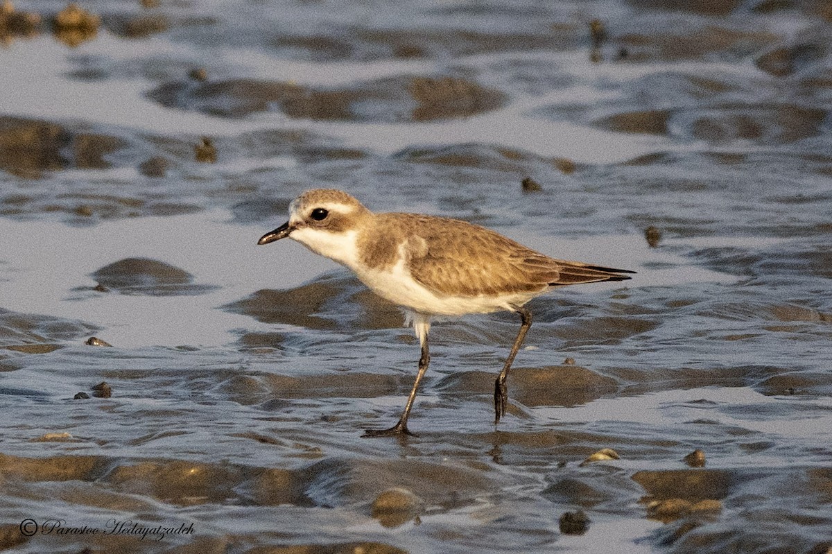 Tibetan Sand-Plover - ML630172758