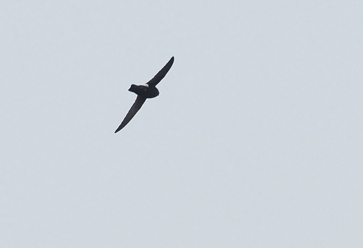 House Swift - ML630172786