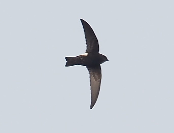 House Swift - ML630172787