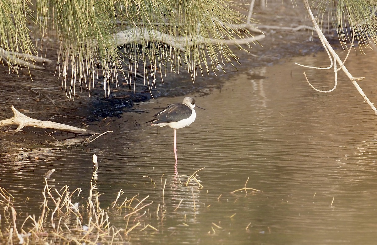 Black-winged Stilt - ML630172852