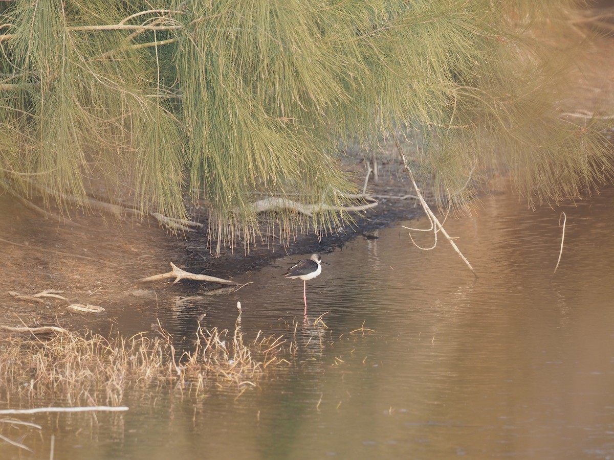 Black-winged Stilt - ML630172853