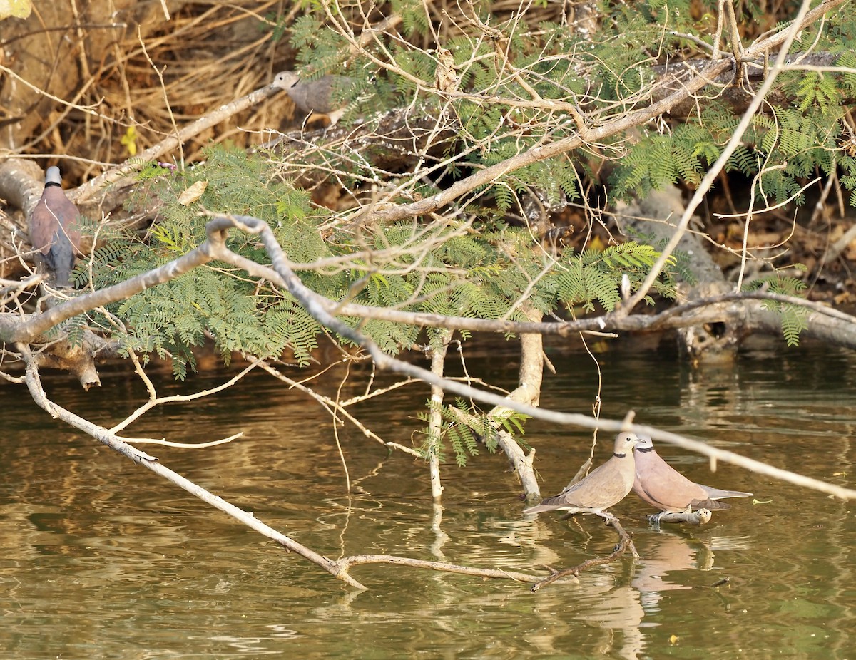 Red Collared-Dove - ML630172925