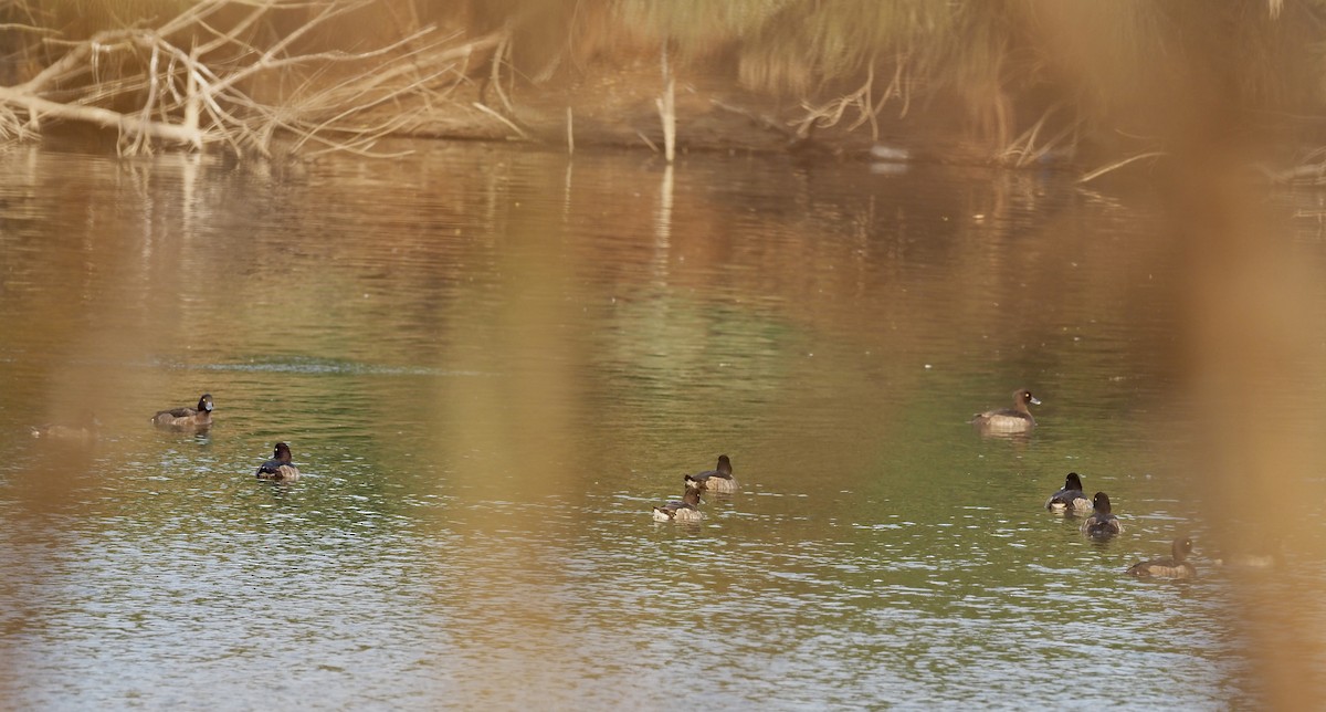 Tufted Duck - ML630172956