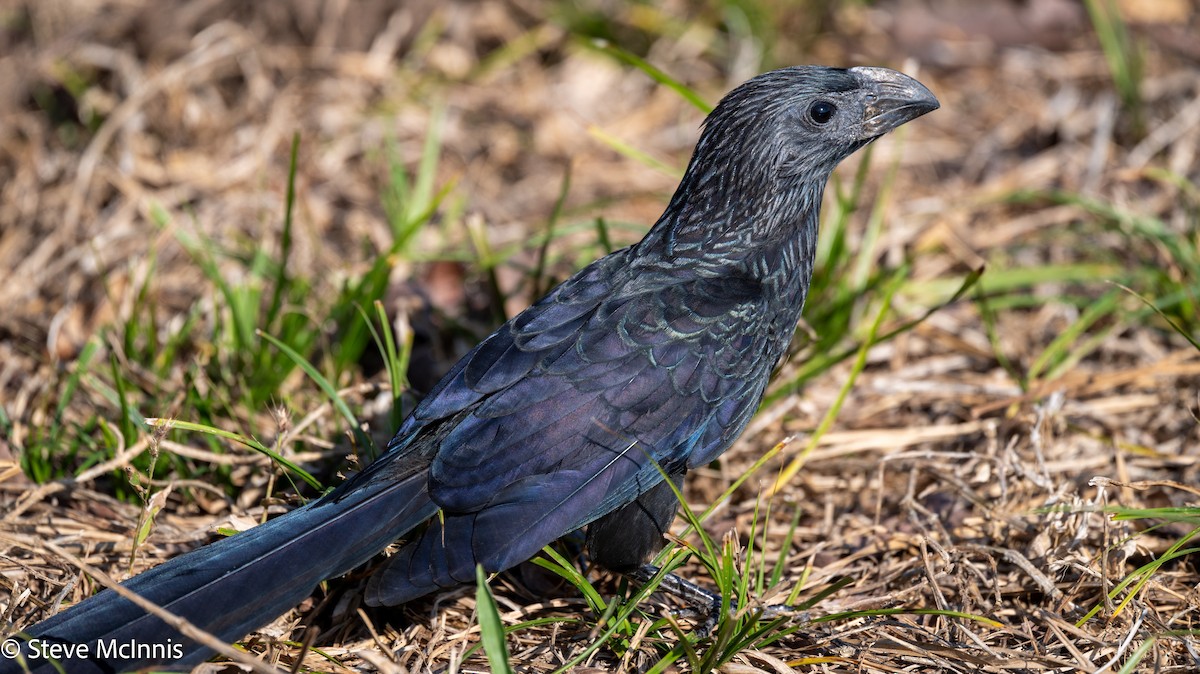 Smooth-billed Ani - ML630172969
